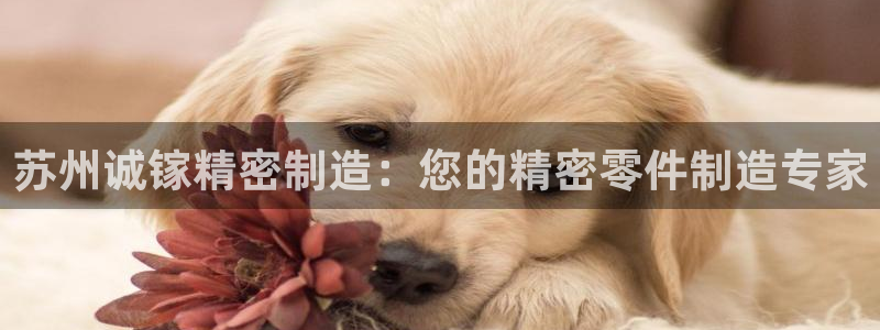 彩神数码科技有限公司